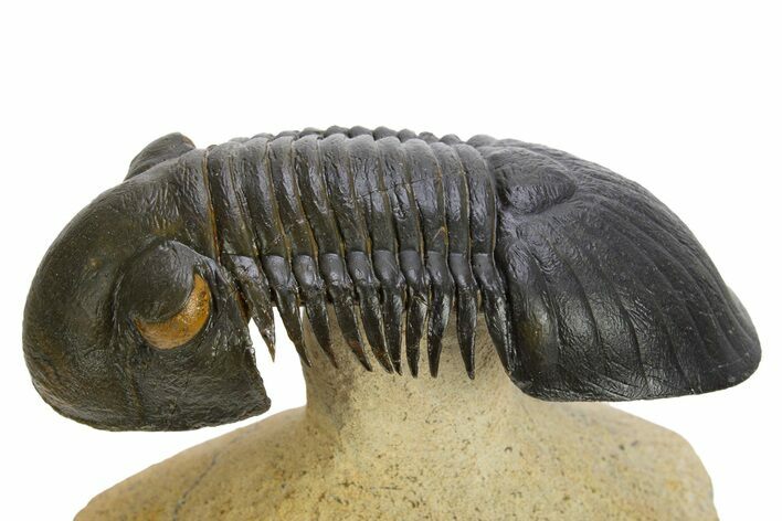 Flying Paralejurus Trilobite - Orange Eye Preservation! #310622